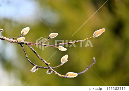 春を待つコブシの蕾 春を待つコブシの蕾 123382313