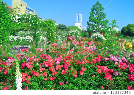 【神奈川県】快晴の山下公園と満開のバラ(みなとガーデン) 【神奈川県】快晴の山下公園と満開のバラ(みなとガーデン) 123382349