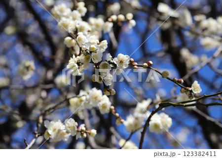 冬の公園に咲く白い梅の花 冬の公園に咲く白い梅の花 123382411