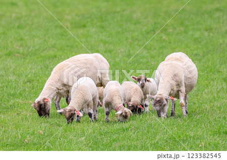 北海道占冠村、草を食べる羊の親子【5月】 北海道占冠村、草を食べる羊の親子【5月】 123382545