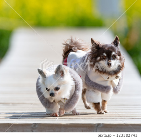 並んで走る二匹の犬 並んで走る二匹の犬 123382743
