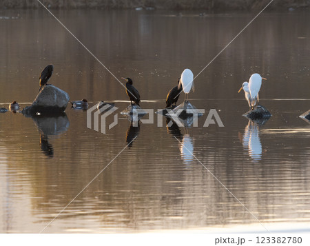 大和川のダイサギとカワウの群れ 123382780
