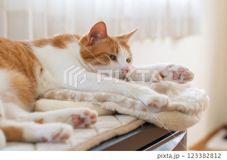 寝転んでくつろぐ猫　茶トラ白 123382812