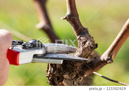 Farmer pruning the vine in winter. Agriculture. Farmer pruning the vine in winter. Agriculture. 123382929