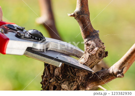 Farmer pruning the vine in winter. Agriculture. Farmer pruning the vine in winter. Agriculture. 123382930