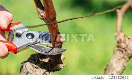 Farmer pruning the vine in winter. Agriculture. 123382932