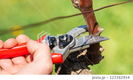 Farmer pruning the vine in winter. Agriculture. 123382934