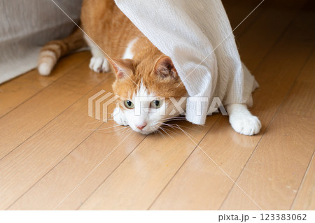 カーテンの隙間から顔を出す可愛い猫 茶トラ白 カーテンの隙間から顔を出す可愛い猫 茶トラ白 123383062