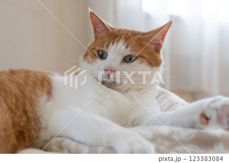 寝転んでくつろぐ猫　茶トラ白 123383084