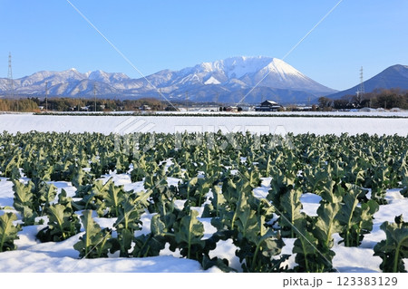 雪の大山と田園風景　20 123383129