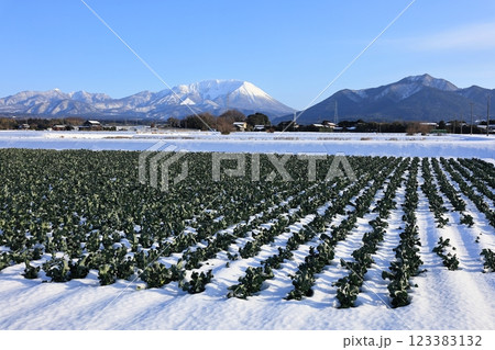 雪の大山と田園風景 15 雪の大山と田園風景 15 123383132