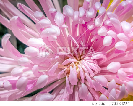 クローズアップ菊花～花開く時～ 123383224