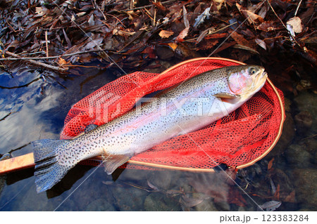 北海道　道東渓流　晩秋のニジマス　50cmオーバー 123383284