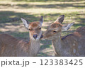 2匹の仲良しな鹿 123383425
