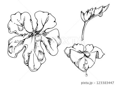 plant leaves of flower, bush tree foliage with dew rain water drops hand drawn vector ink, cloudberry ladys mantle geranium. Isolated botanical illustration. Wedding florist, scrapbooking decoupage 123383447