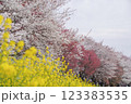 満開の桜と菜の花の土手に咲くサクラ 123383535