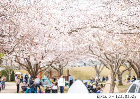 満開の桜並木と花見 123383628