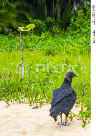 Tropical Black Vulture on Mangrove Pouso Beach Ilha Grande Brazil. Tropical Black Vulture on Mangrove Pouso Beach Ilha Grande Brazil. 123383649