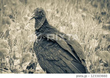 Tropical Black Vulture on Mangrove Pouso Beach Ilha Grande Brazil. Tropical Black Vulture on Mangrove Pouso Beach Ilha Grande Brazil. 123383660