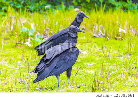 Tropical Black Vultures on Mangrove Pouso Beach Ilha Grande Brazil. Tropical Black Vultures on Mangrove Pouso Beach Ilha Grande Brazil. 123383661