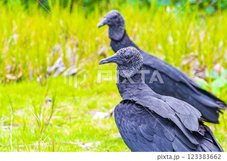 Tropical Black Vultures on Mangrove Pouso Beach Ilha Grande Brazil. Tropical Black Vultures on Mangrove Pouso Beach Ilha Grande Brazil. 123383662