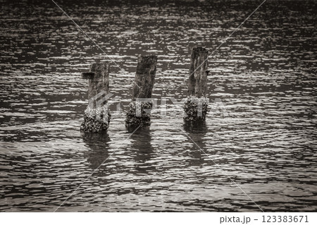 Mangrove and Pouso beach wooden bollards island Ilha Grande Brazil. 123383671