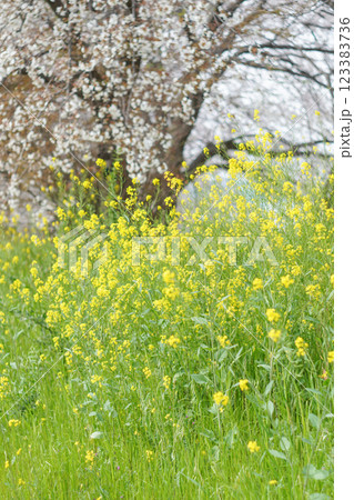 春の暖かな日差しと優しいピンク色の桜の花 123383736