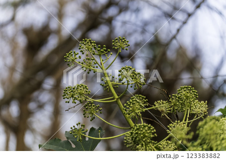ヤツデの若い実 123383882