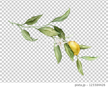 Lemon Fruit Branch with white flower. Hand drawn watercolor illustration of yellow tropical citrus Food on white isolated background. Drawing of lemon tree with green leaves. Sketch of juicy for menu. Lemon Fruit Branch with white flower. Hand drawn watercolor illustration of yellow tropical citrus Food on white isolated background. Drawing of lemon tree with green leaves. Sketch of juicy for menu. 123384426