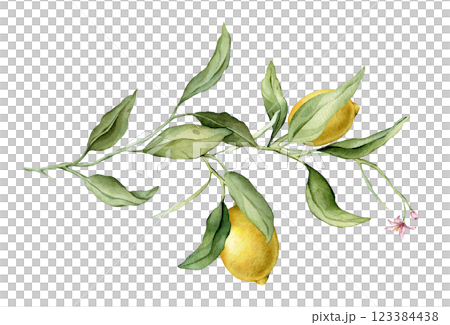 Lemon Fruit Branch with pink flower. Hand drawn watercolor illustration of yellow tropical citrus Food on white isolated background. Drawing of lemon tree with green leaves. Sketch of juicy for menu. 123384438