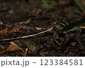 こちらを向くリュウジンオオムカデ 123384581