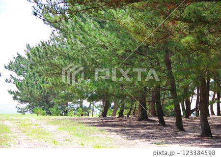 兵庫県南あわじ市　慶野松原 123384598