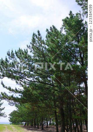 兵庫県南あわじ市　慶野松原 123384599