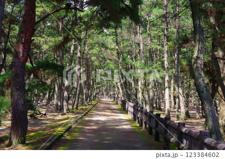 兵庫県南あわじ市 慶野松原 プロポーズ街道 兵庫県南あわじ市 慶野松原 プロポーズ街道 123384602