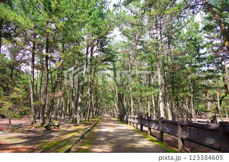 兵庫県南あわじ市 慶野松原 プロポーズ街道 兵庫県南あわじ市 慶野松原 プロポーズ街道 123384605