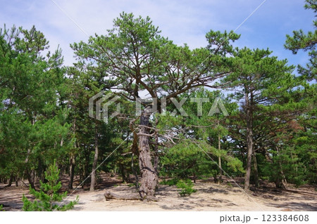 兵庫県南あわじ市　慶野松原の黒松 123384608