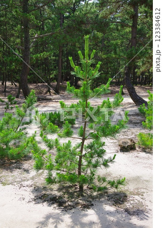兵庫県南あわじ市 慶野松原 黒松の苗木 兵庫県南あわじ市 慶野松原 黒松の苗木 123384612