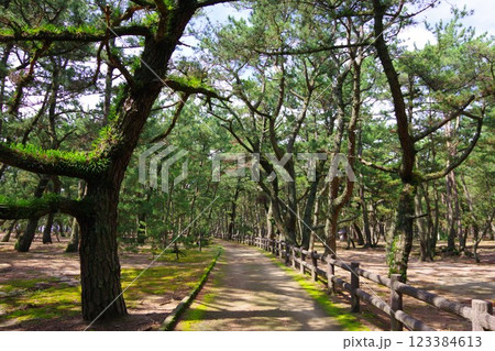 兵庫県南あわじ市 慶野松原 兵庫県南あわじ市 慶野松原 123384613
