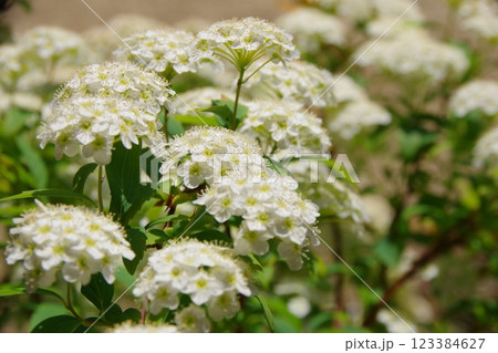 コデマリ 123384627