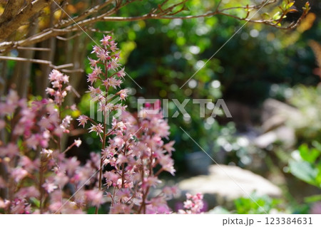 ティアレラの花穂 123384631