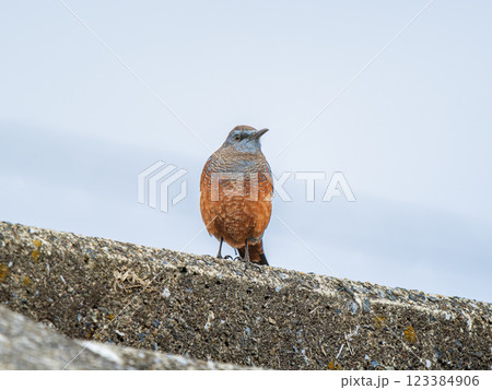 地面を歩くイソヒヨドリ 123384906