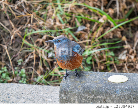 地面を歩くイソヒヨドリ 123384917