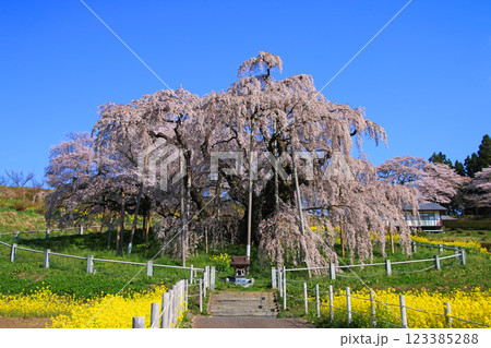 三春の滝桜・日本三大桜(福島県・三春町) 三春の滝桜・日本三大桜(福島県・三春町) 123385288