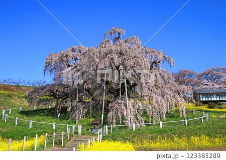 三春の滝桜・日本三大桜（福島県・三春町） 123385289