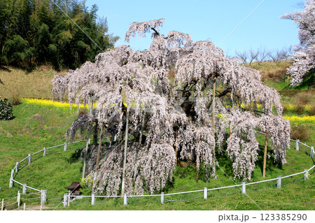 三春の滝桜・日本三大桜（福島県・三春町） 123385290