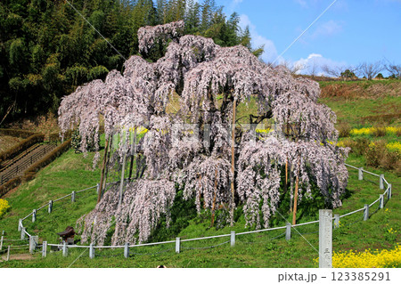 三春の滝桜・日本三大桜（福島県・三春町） 123385291