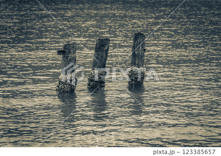 Mangrove and Pouso beach wooden bollards island Ilha Grande Brazil. 123385657