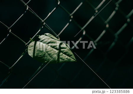 Heart shaped green leaves beautiful in steel grille with dark background. Heart shaped green leaves beautiful in steel grille with dark background. 123385886