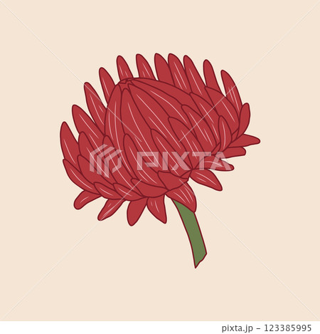 Burgundy red vector flower illustration. Elegant strawflower drawing with vibrant petals on pastel background. Modern botanical design. Blooming bud in outline style with colored fill for card, decor Burgundy red vector flower illustration. Elegant strawflower drawing with vibrant petals on pastel background. Modern botanical design. Blooming bud in outline style with colored fill for card, decor 123385995