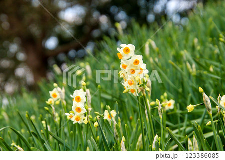 春の公園に咲くスイセン 123386085